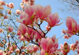 Ilustrasi bunga magnolia.