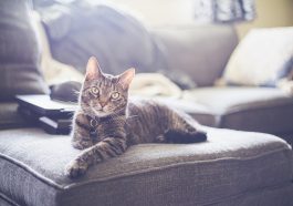 Kucing (Foto: Pexels/Christy Rice)