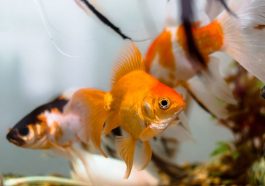 Ilustrasi ikan mas koki. Foto: Pixabay