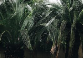 Ilustrasi tanaman palem (Foto: Pexels/Cátia Matos)