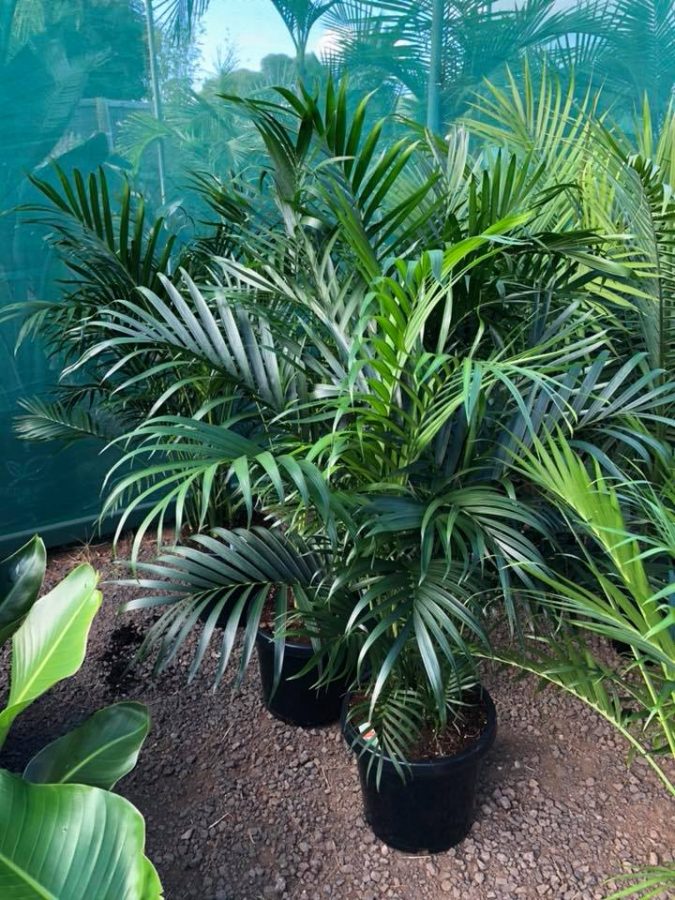 Cascade Palm (Foto: True Green Nursery)