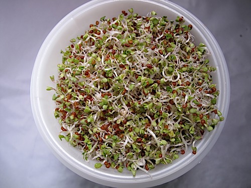 Kecambah brokoli (Foto: Sprout People)