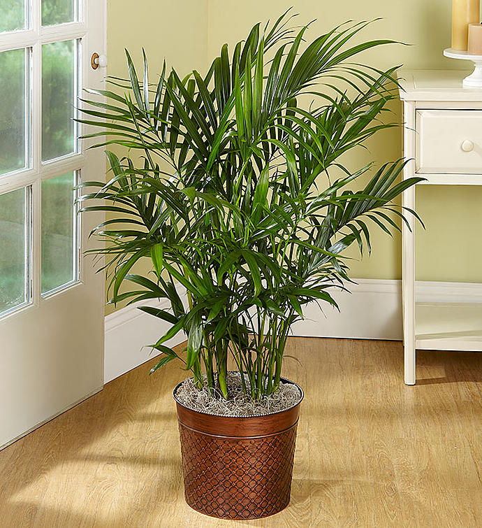 Cat palm (Foto: Green Grove Fruit and Flower)