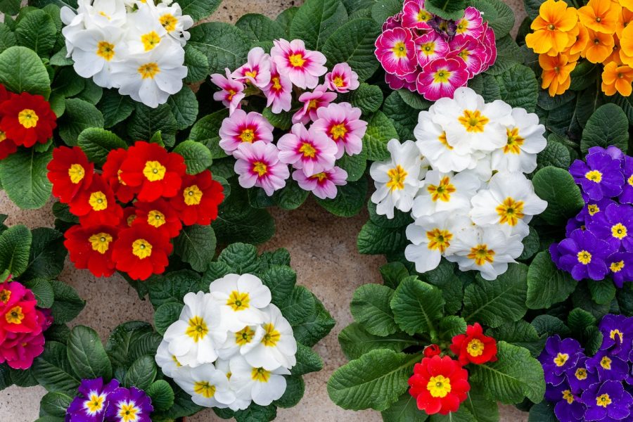 Primrose (Foto: Pexels/ Julia Filirovska)