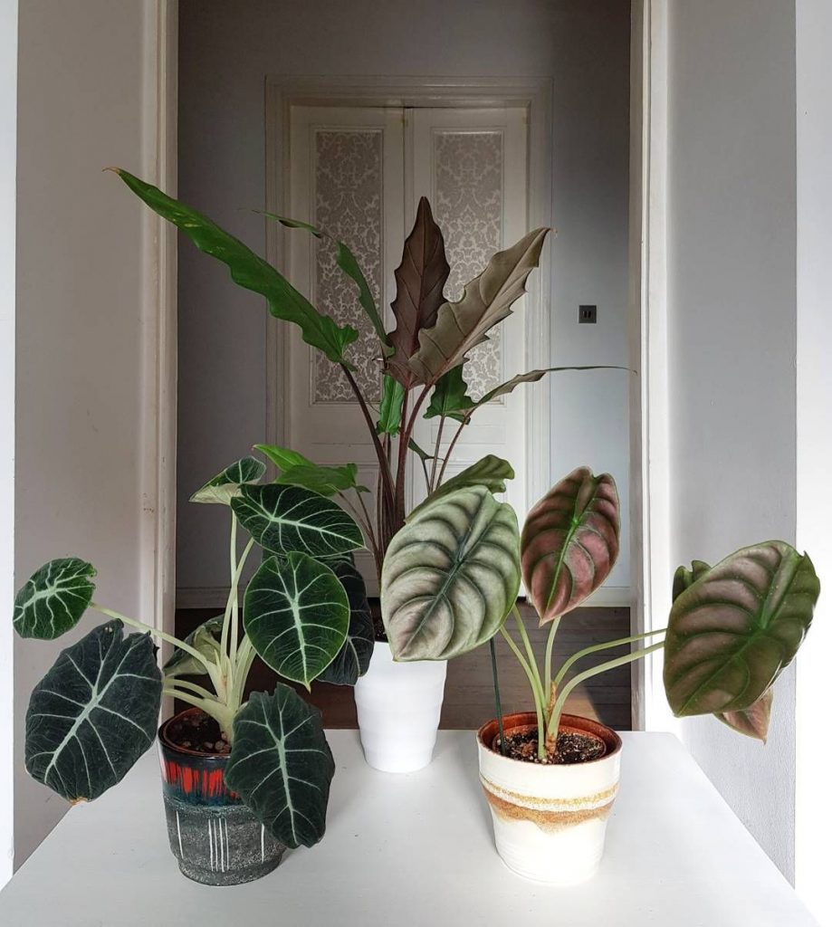 Alocasia Black Velvet (Foto: Pinterest)