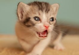 Anak kucing (Foto: Pexels/Archibald Marajas)