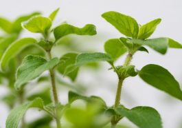 Ilustrasi oregano (Foto: Pexels/Mariya)