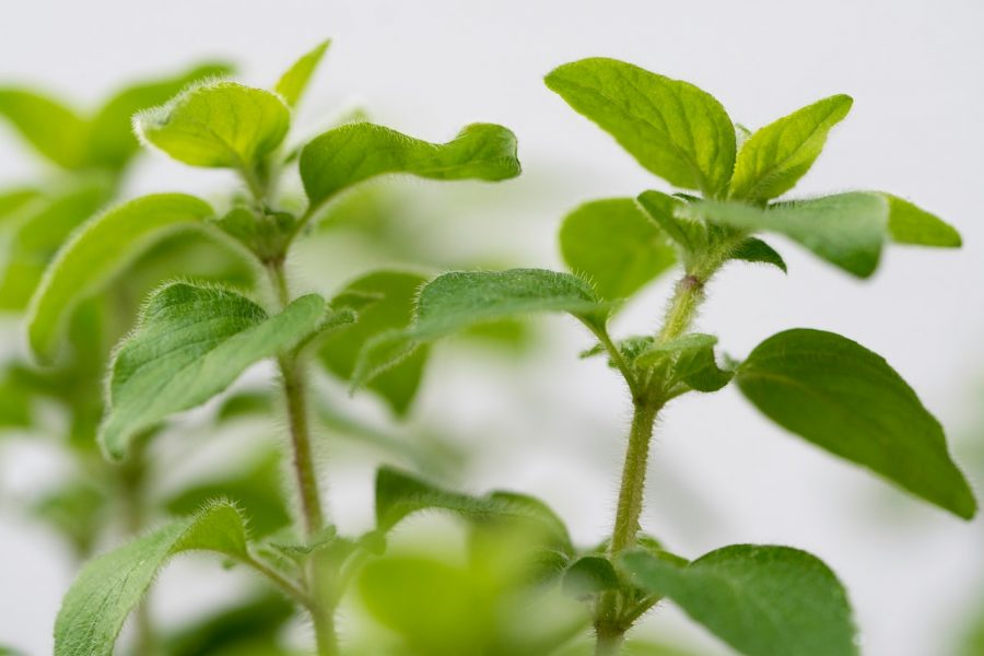 Ilustrasi oregano (Foto: Pexels/Mariya)