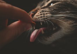 Ilustrasi pemberian dry food pada kucing (Foto: Pexels/Lucas Pezeta)