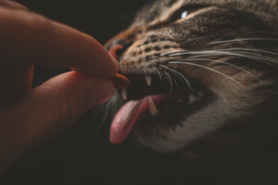 Ilustrasi pemberian dry food pada kucing (Foto: Pexels/Lucas Pezeta)