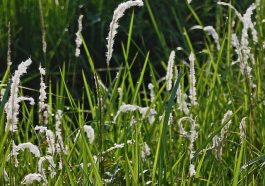 Alang-alang (Foto: Wikipedia)