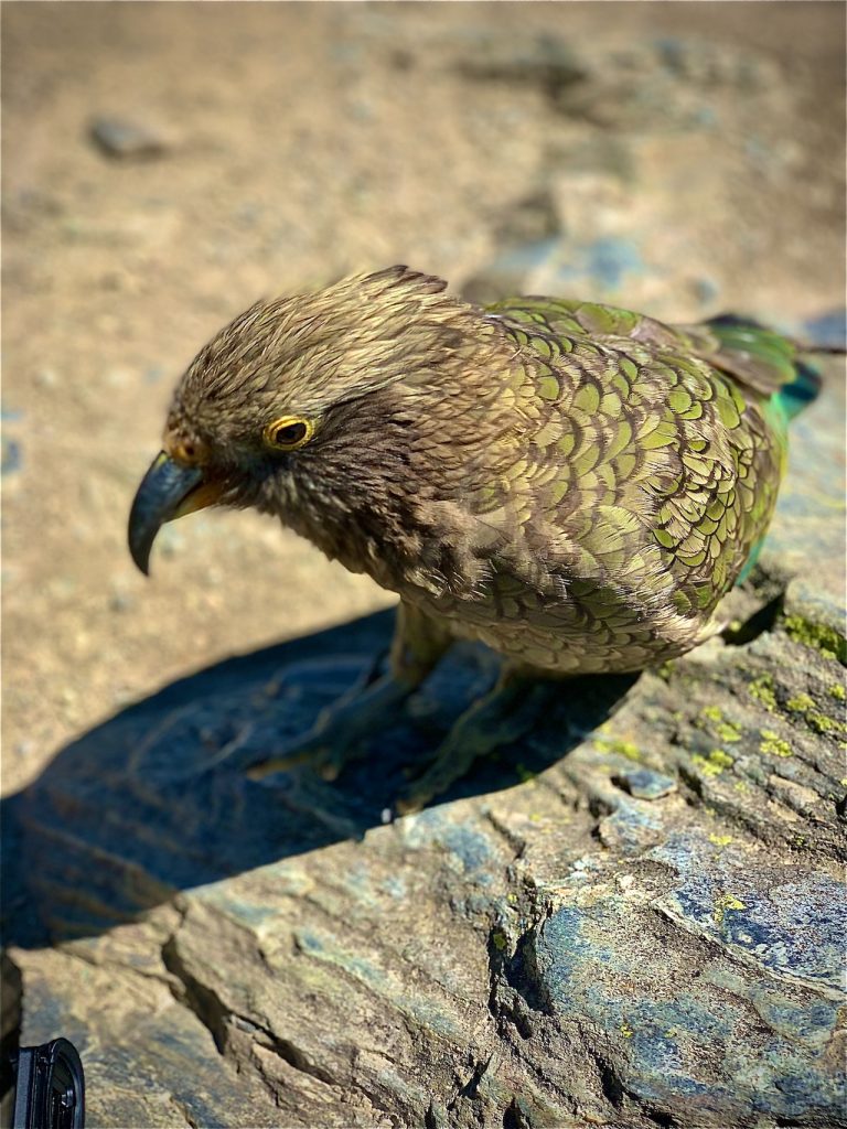 Potret burung kea (Foto: Pexels/Mudassir Ali)