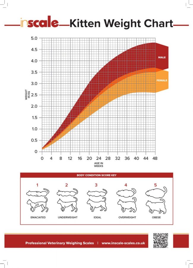 Tabel Body Condition Score untuk kucing (Foto: https://www.inscale-scales.co.uk/)
