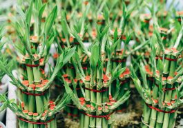 Bambu rejeki (Foto: Pexels/Markus Winkler)
