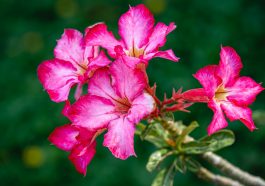 Bunga adenium (Foto: Pexels/Tiểu Bảo Trương)