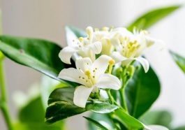Bunga kemuning (Foto: Pinterest)