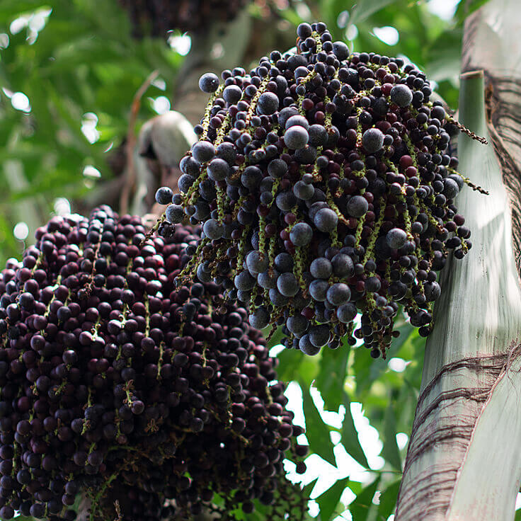 Acai berry (Foto: Lotus Garden Botanicals)