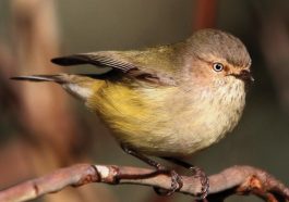 Burung Weebill (Foto: Canberra Ornithologists Group)