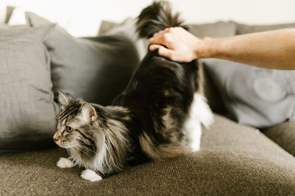 Ilustrasi kucing berada di sofa (Foto: Pexels/RODNAE Productions)
