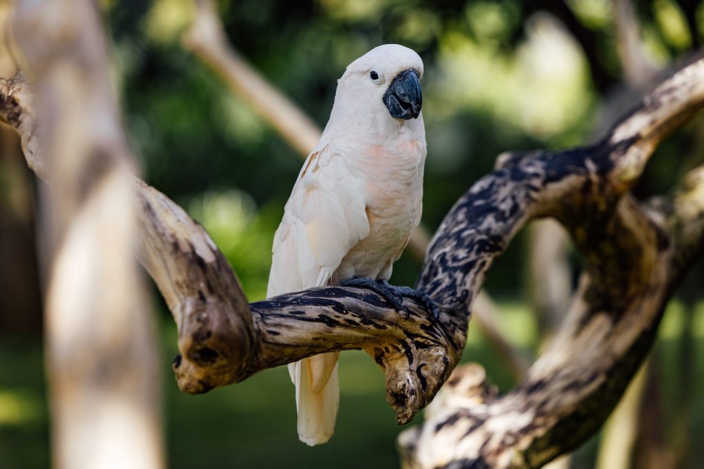 Burung kakatua (Foto: Pexels/ROMAN ODINTSOV)