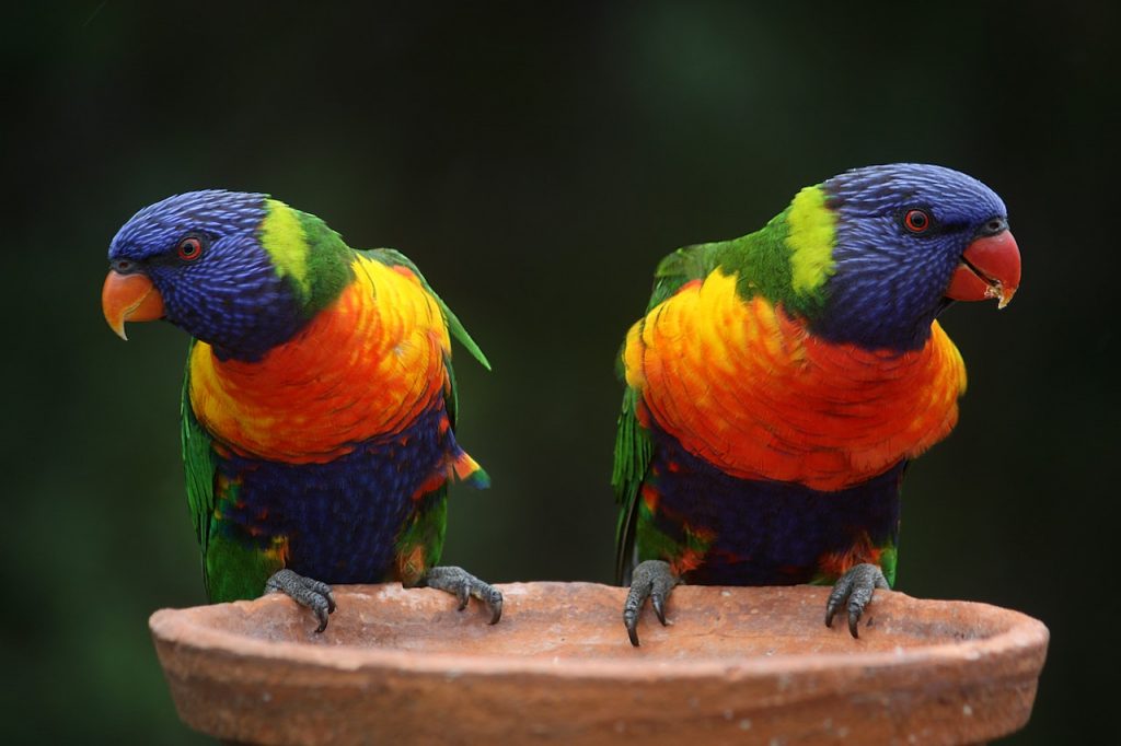 Burung Lorikeet (Foto: Pixabay)