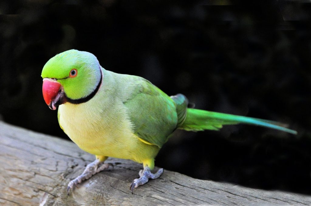 Burung parkit (Foto: Pexels/Frans van Heerden)