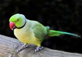 Burung parkit (Foto: Pexels/Frans van Heerden)