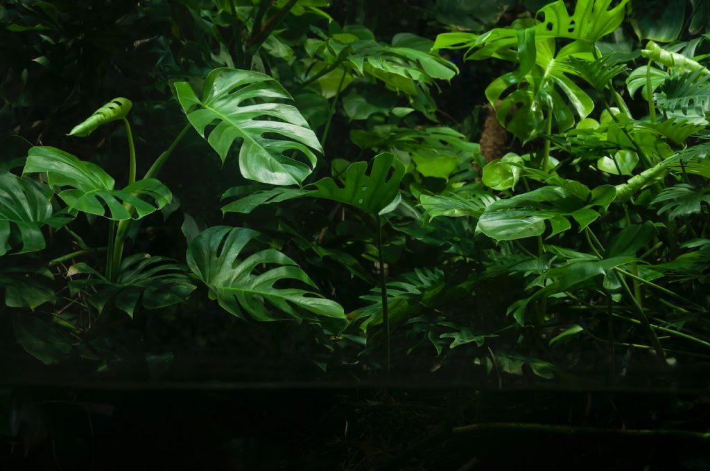 Monstera (Foto: Pexels/Krystian Bęben)