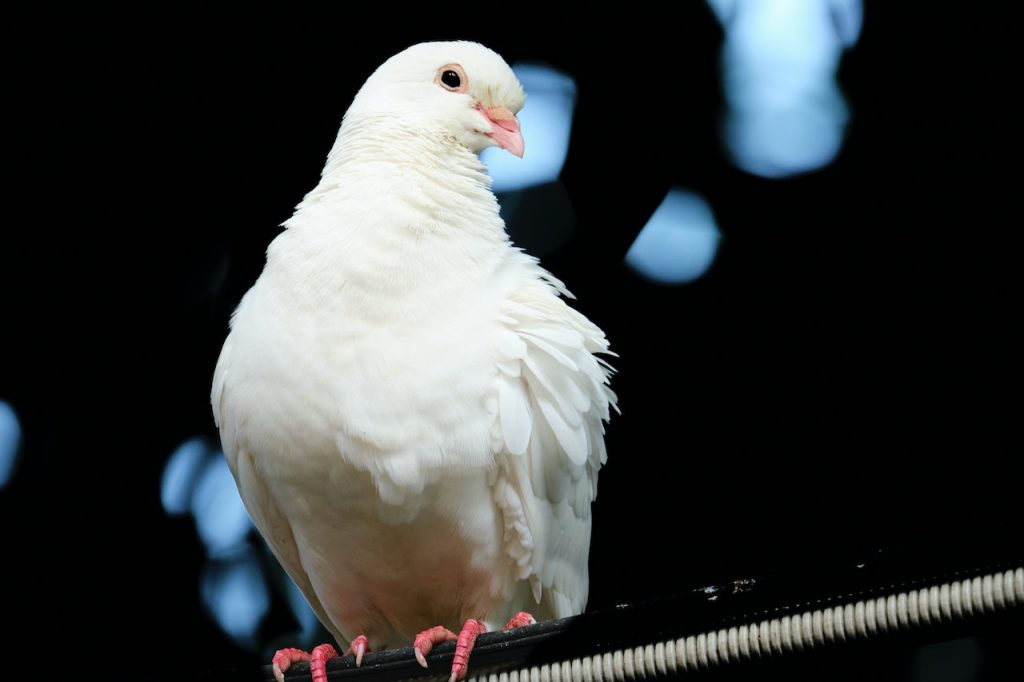 Burung merpati (Foto: Pexels/Tiểu Bảo Trương)
