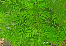 Daun kenikir. Foto: Portal Jogja.