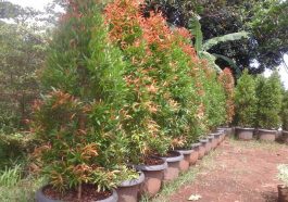 Ilustrasi tanaman hias pucuk merah