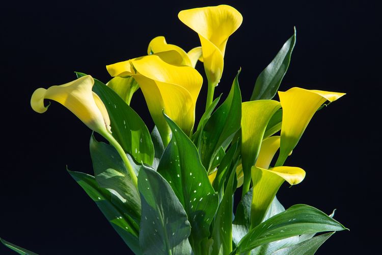 bunga lily