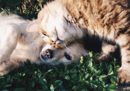 Ilustrasi Kucing dan Anjing