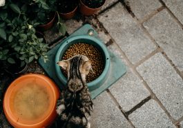 Makanan kering dinilai lebih ramah lingkungan dibanding makanan basah bagi hewan peliharaan.