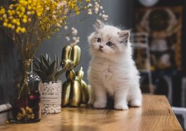 Pelihara Kucing baik bagi kesehatan mental