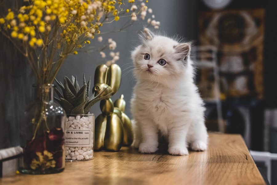 Pelihara Kucing baik bagi kesehatan mental