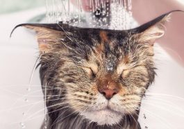 Ilustrasi kucing mandi. Foto: iStockphoto