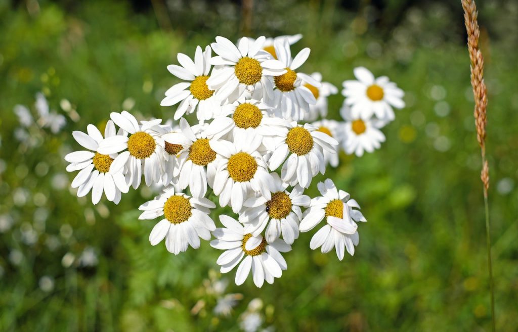 Bunga chamomile (Foto: Pixabay)