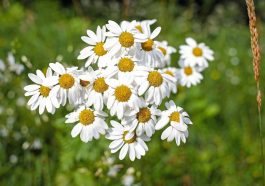 Bunga chamomile (Foto: Pixabay)