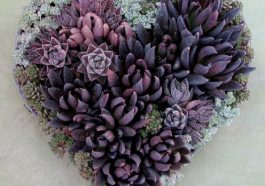 Sukulen ungu (Foto: Pinterest)