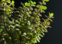 Tanaman giok (Foto: Pexels/Andre Adolf)