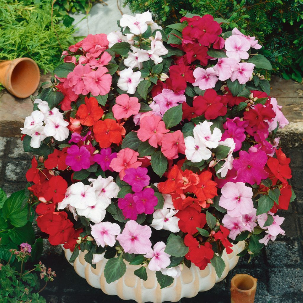 Tanaman impatiens walleriana (Foto: J.Parker's)