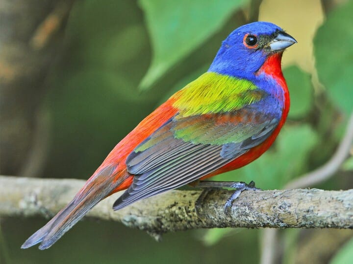 Painted bunting (Foto: All About Birds)