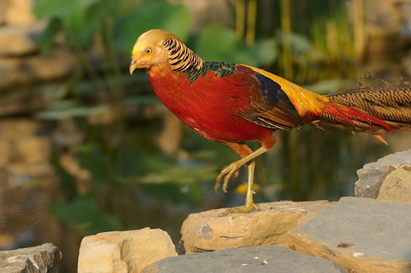 Golden pheasant (Foto: The Farm at Walnut Creek)