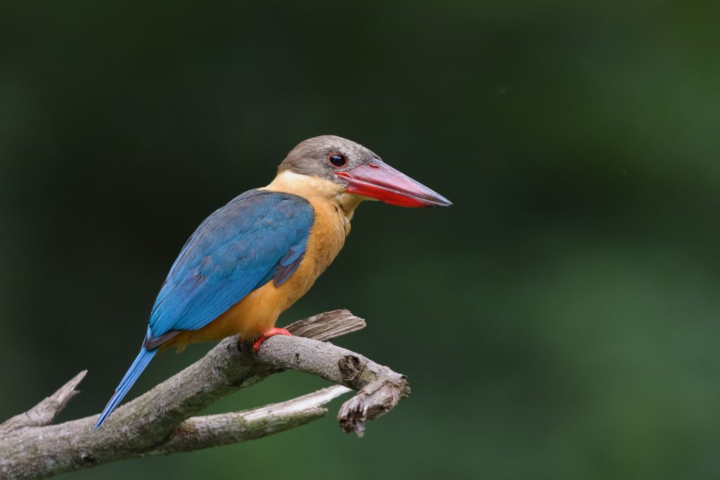 Stork Billed Kingfisher