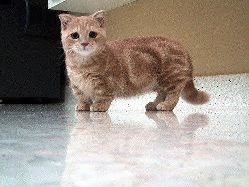 Kucing munchkin (Foto: Pinterest)