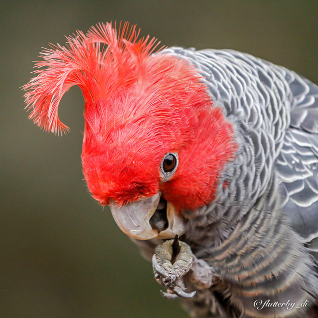 Kakaktua Gang Gang (Foto: Encyclopedia of Parrots - Lars Bodin)