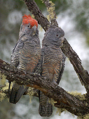 Kakaktua Gang-gang jantan dan betina (Foto: Wikiwand)