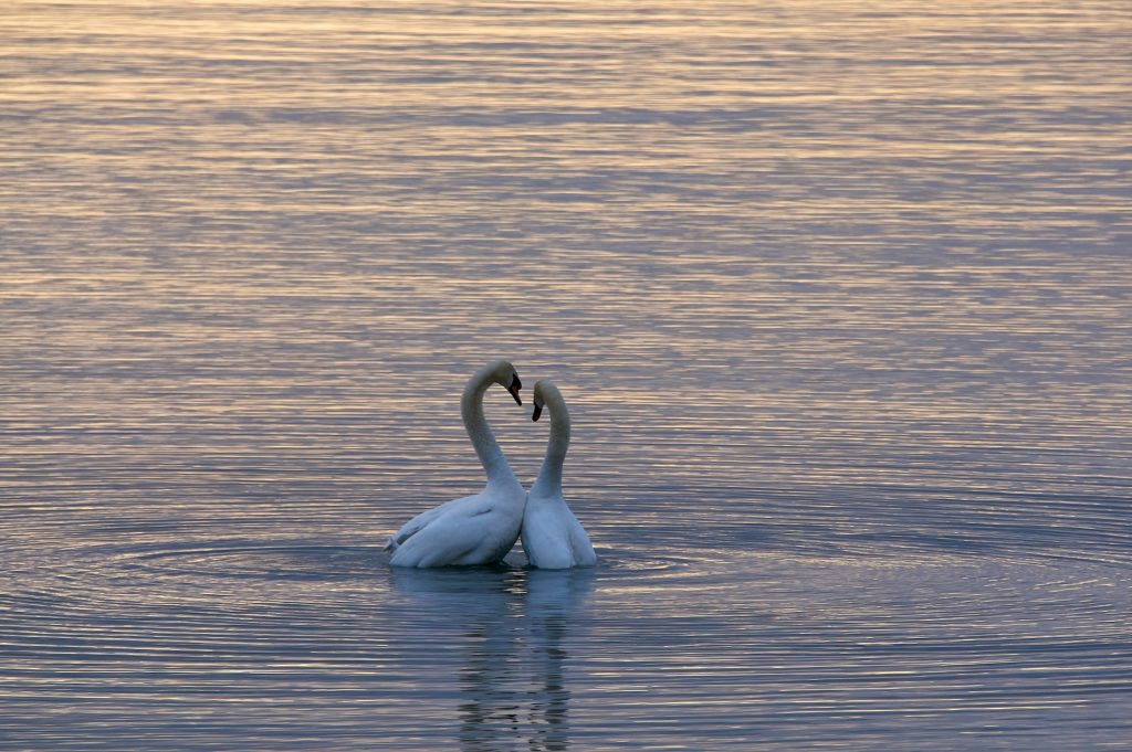 Angsa (Foto: Unsplash/Wolfgang Hasselmann)