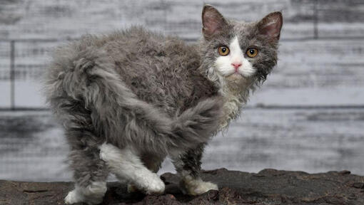 Kucing selkirk rex (Foto: Purina)